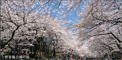 上野恩賜公園の桜