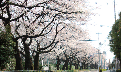 現地周辺の桜並木(現地より約700m)